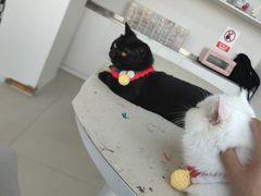 -怪兽屋·羊驼·猫咖·狗咖(俊华广场店)