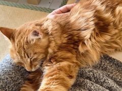 -猫在这儿猫咪咖啡馆·撸猫馆