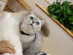 -李小姐の猫咖啡馆(五角场店)