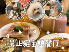 -more than meow吴止猫主题餐厅(承德 中船汇店)