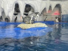 -太平洋海底世界