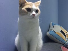 -喵的天空名猫咖啡馆·撸猫·猫舍·用品