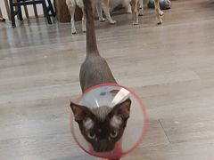 -柴迷FANS CLUB·柴犬狗咖·猫咖