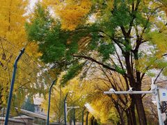 -三里屯东五街银杏大道