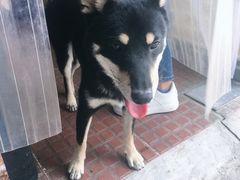 -柴犬高等学院·狗咖·柴犬售卖·宠物训练