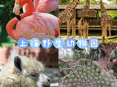 -上海野生动物园