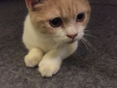 -猫色咖啡·猫咖