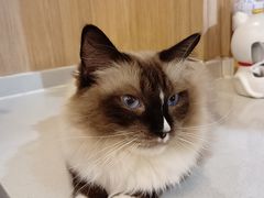 -MOCHA明星猫咖(田子坊店)