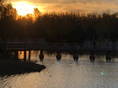 -东郊湿地公园