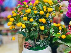 -双季花艺园艺市场(浦东店)
