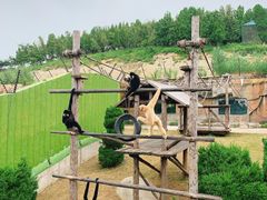 -大连森林动物园