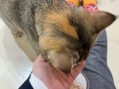 -三花喵·撸猫购宠·宠物生活馆(虹桥南丰城店)