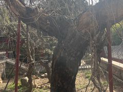 -泰山风景名胜区-普照寺