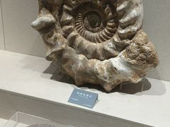 -安徽省地质博物馆