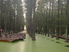 -渌洋湖湿地公园
