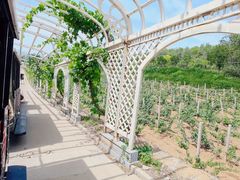 -北京张裕爱斐堡酒庄