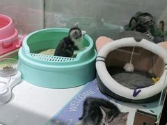 -糯米喵星人总部直营旗舰店·猫舍·幼猫出售