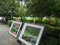 -陈家山荷花公园