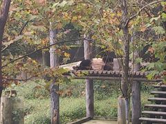 -中国大熊猫保护研究中心雅安碧峰峡基地