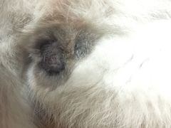 伤口，反正我是外行没看到-达爱动物医院·犬猫分区·CT·复杂眼科(远洋山水分院)