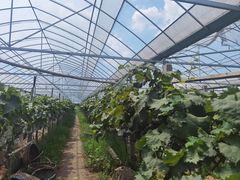 -马陆小张葡萄园农家乐