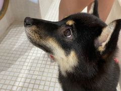 -柴务处·柴犬主题狗咖