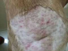 -菲尔斯特宠物医院