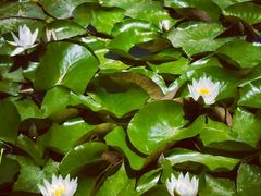 -天津东丽湖风景区