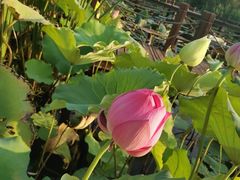 -大塘金香草谷