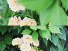 -金科花卉市场
