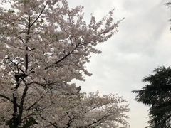 -武汉大学-樱园