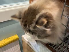 -纳吉亚猫专科动物医院·北北分院