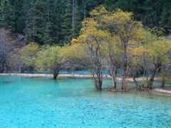 -黄龙山原始森林景区