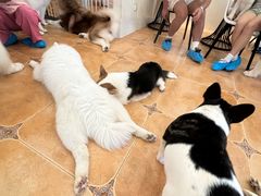 -Let's go狗咖·猫咖·奶狗·桌游(春熙路IFS店)