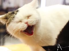 -猫小院猫主题餐厅(三里屯店)