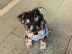 -翊宠yipet猫狗购宠庄园犬舍•猫舍