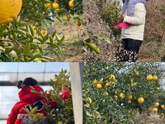 -前小桔亲子创意农场·草莓采摘·露营烧烤