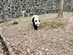 -都江堰中华大熊猫苑