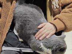 -藏猫猫咖啡主题馆(中央大道店)