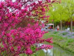 -花开海上生态园