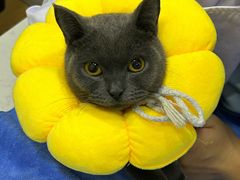 -pd派德宠物中心医院24H急重症·眼科中心·血液透析中心(嵩山北路店)