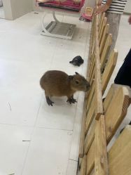 -Moni星球萌宠·小马宝莉·灵蛇·高端高阶全萌宠互动体验俱乐部(红豆国际广场店)