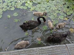 -洛阳市隋唐城遗址植物园