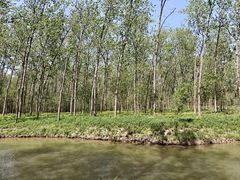 -合肥滨湖国家森林公园