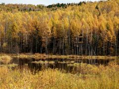 -五营红松林海景区