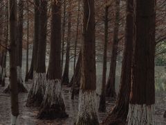 -桤木河湿地公园