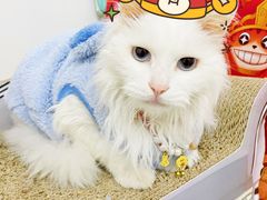 -帕帕拉兹宠物(亚洲旗舰店)