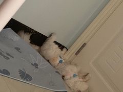 -瑞派旺宝宠物医院·犬猫全科综合·尿道专科(莲兴院)