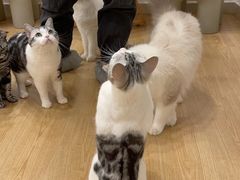 -有喵·猫咖·狗咖·30几只猫10只小狗(岗厦店)