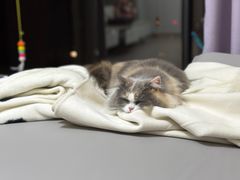 -老吴的猫·猫舍(新区店)